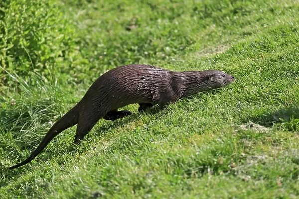 European Otter (Lutra lutra) adult, running up bank, Surrey, England, July (captive)