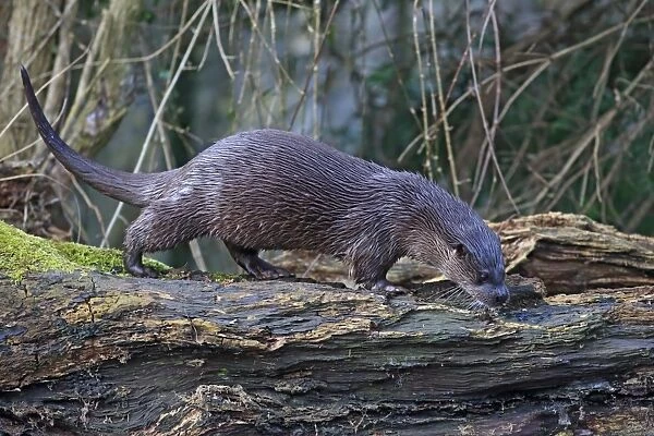 European Otter (Lutra lutra) adult, walking on log, River Little Ouse, Thetford, Norfolk, England, March