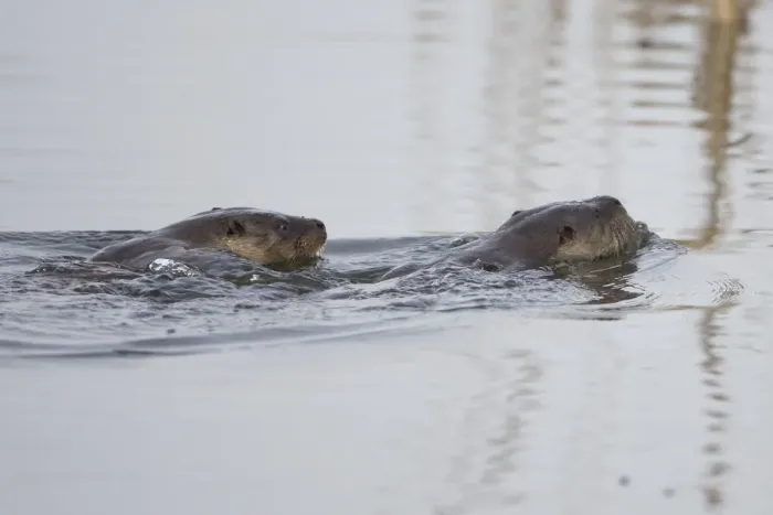 Framed Print : European Otter (Lutra lutra) two adults, swimming, Strumpshaw Fen RSPB Reserve, River Yare, The Broads, Norfolk, England, march Framed Print : European Otter (Lutra lutra) two adults, swimming, Strumpshaw Fen RSPB Reserve, River Yare, The Broads, Norfolk, England, march