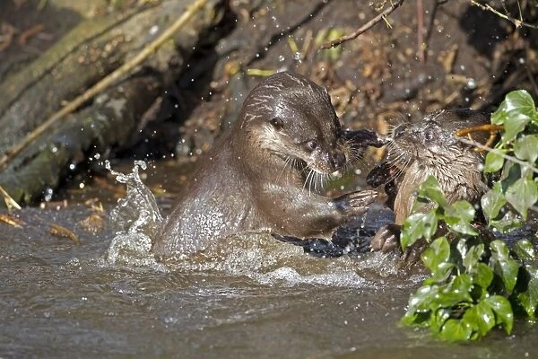 European Otter (Lutra lutra) two adults, fighting in river, River Thet, Thetford, Norfolk, England, March