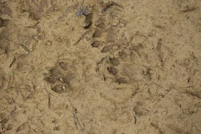 Framed Print : European Otter (Lutra lutra) footprints in mud, Suffolk, England, October Framed Print : European Otter (Lutra lutra) footprints in mud, Suffolk, England, October