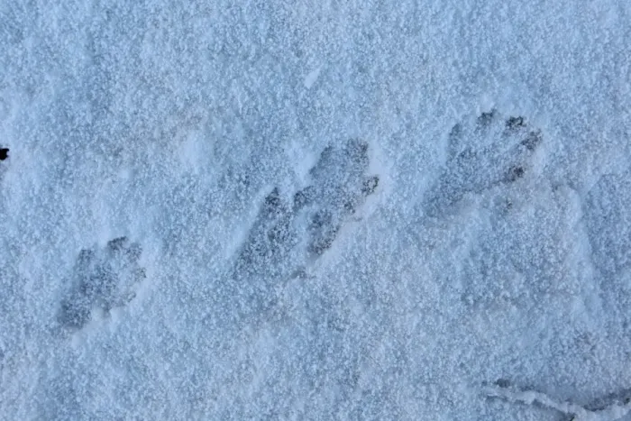 Framed Print : European Otter (Lutra lutra) footprints in snow, Strumpshaw Fen RSPB Reserve, River Yare, The Broads, Norfolk, England, november