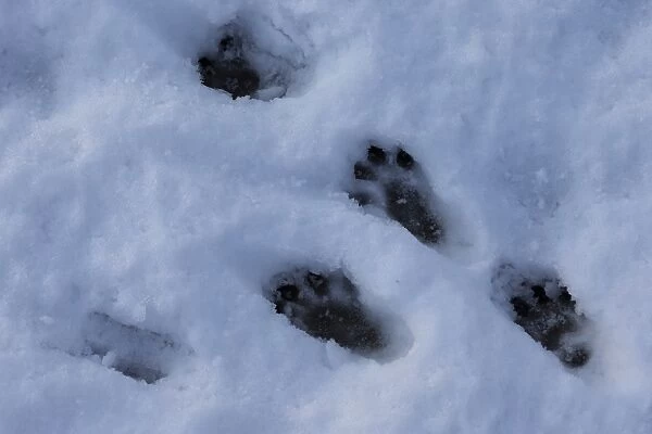 European Otter (Lutra lutra) footprints in snow, Strumpshaw Fen RSPB Reserve, River Yare, The Broads, Norfolk, England