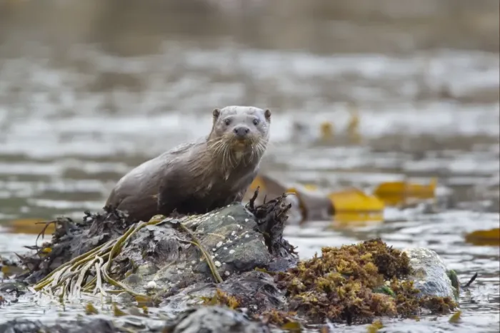 Framed Print : European Otter (Lutra lutra) juvenile, standing on seaweed covered rock, Shetland Islands, Scotland, june Framed Print : European Otter (Lutra lutra) juvenile, standing on seaweed covered rock, Shetland Islands, Scotland, june