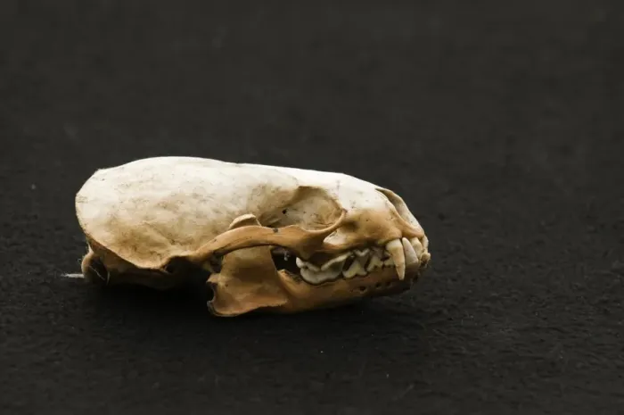 Framed Print : European Otter (Lutra lutra) skull, Shetland Islands, Scotland Framed Print : European Otter (Lutra lutra) skull, Shetland Islands, Scotland