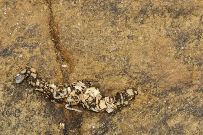 Framed Print : European Otter (Lutra lutra) spraint, droppings on rock, Spain, june Framed Print : European Otter (Lutra lutra) spraint, droppings on rock, Spain, june