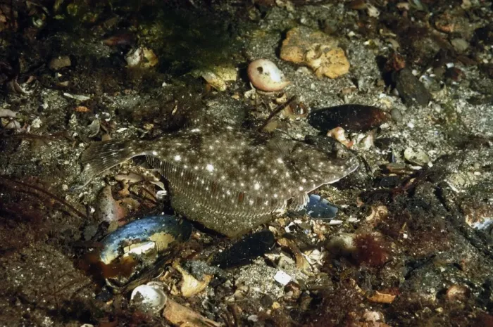 Framed Print : European Plaice (Pleuronectes platessa) adult, on seabed in sea loch, Loch Carron, Ross and Cromarty, Highlands Framed Print : European Plaice (Pleuronectes platessa) adult, on seabed in sea loch, Loch Carron, Ross and Cromarty, Highlands