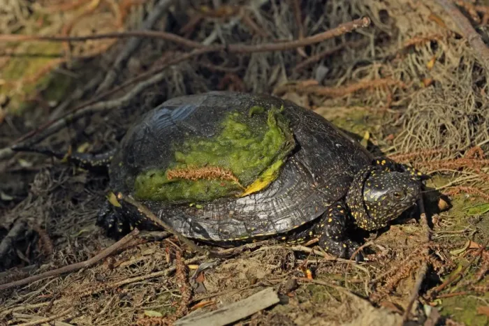 Framed Print : European Pond Terrapin (Emys orbicularis) adult, with algae on shell, basking, Tulcea, River Danube, Danube Delta, Dobrogea, Romania, may Framed Print : European Pond Terrapin (Emys orbicularis) adult, with algae on shell, basking, Tulcea, River Danube, Danube Delta, Dobrogea, Romania, may