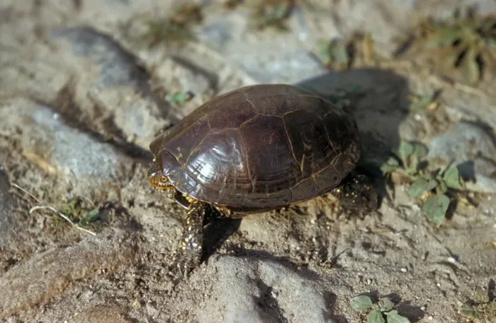Framed Print : European Pond Terrapin (Emys orbicularis) On arid soil / Coto Donana Framed Print : European Pond Terrapin (Emys orbicularis) On arid soil / Coto Donana
