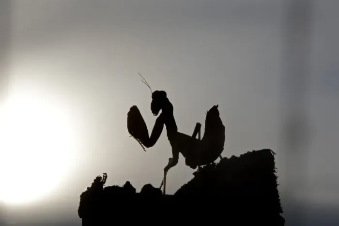 Framed Print : European Praying Mantis (Mantis religiosa) nymph, silhouetted against misty dawn sun, Northern Spain, september Framed Print : European Praying Mantis (Mantis religiosa) nymph, silhouetted against misty dawn sun, Northern Spain, september