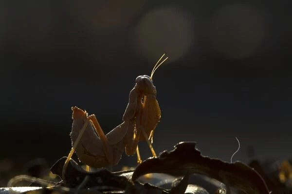 European Praying Mantis (Mantis religiosa) nymph, backlit on leaves, Northern Spain, september