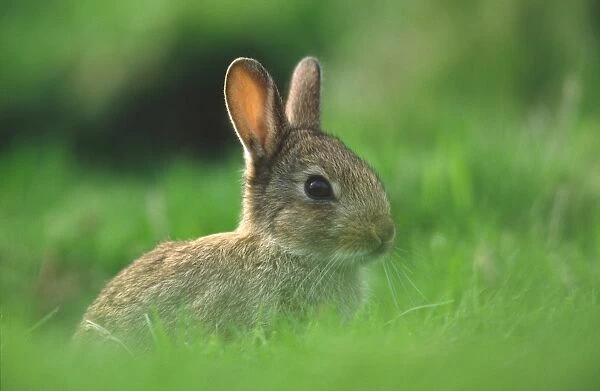 European Rabbit (Oryctolagus cuniculus) young near warren entrance, Lammermuir Hills, Borders, Scotland