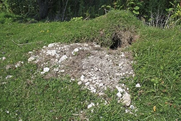 European Rabbit (Oryctolagus cuniculus) burrow entrance, on chalk downland, Arreton Down, Arreton, Isle of Wight, England, june