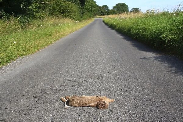 European Rabbit (Oryctolagus cuniculus) dead adult, killed on rural lane, South Lopham, Norfolk, England, august