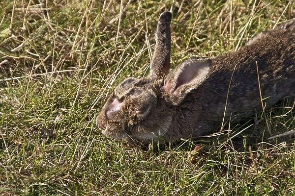 European rabbit (Oryctolagus cuniculus) affected with Myxomatosis it is caused by the Myxoma virus