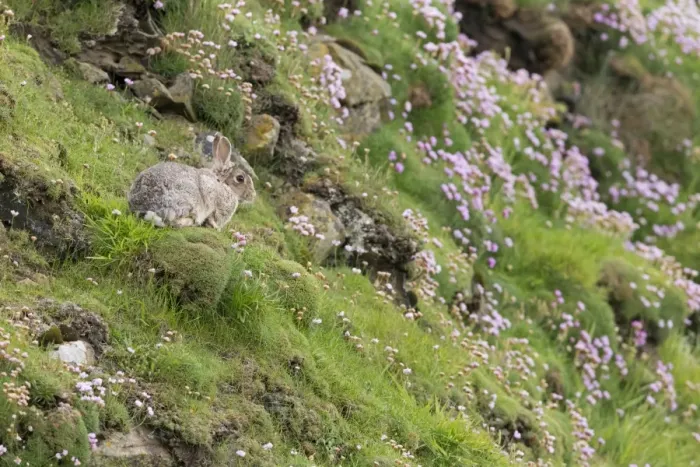 Framed Print : European Rabbit (Oryctolagus cuniculus) adult, resting amongst flowering Thrift (Armeria maritima) on coastal cliff Framed Print : European Rabbit (Oryctolagus cuniculus) adult, resting amongst flowering Thrift (Armeria maritima) on coastal cliff