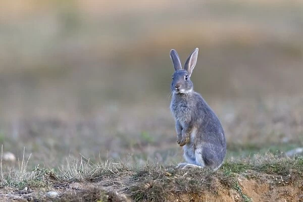 European Rabbit (Oryctolagus cuniculus) adult, with grey colouration, standing on hind legs in grassland