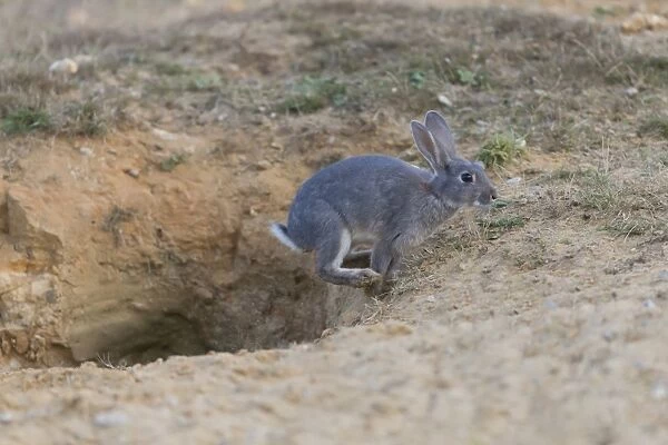 European Rabbit (Oryctolagus cuniculus) adult, with grey colouration, running from burrow, Minsmere RSPB Reserve