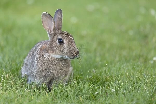 European Rabbit (Oryctolagus cuniculus) adult, sitting on meadow, near Portree, Isle of Skye, Inner Hebrides, Scotland