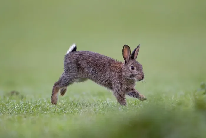 Framed Print : European Rabbit (Oryctolagus cuniculus) adult, with wet fur, running, Minsmere RSPB Reserve, Suffolk, England, october