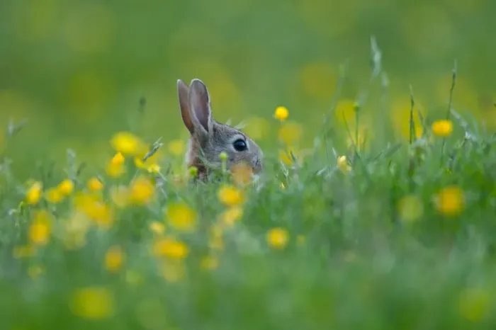 Framed Print : European Rabbit (Oryctolagus cuniculus) adult, head amongst buttercups in wildflower meadow, Swaledale, Yorkshire Dales N. P. North Yorkshire, England, june Framed Print : European Rabbit (Oryctolagus cuniculus) adult, head amongst buttercups in wildflower meadow, Swaledale, Yorkshire Dales N. P. North Yorkshire, England, june