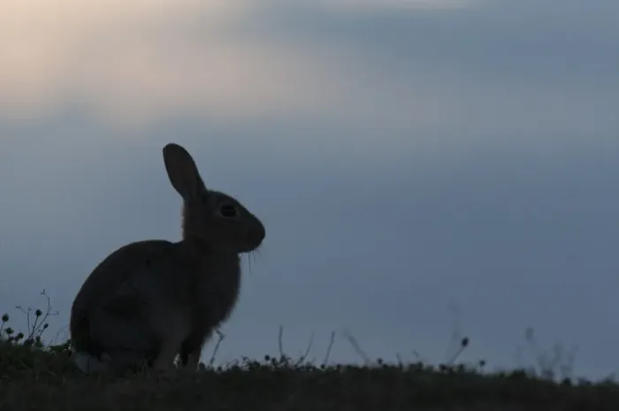 Framed Print : European Rabbit (Oryctolagus cuniculus) adult, silhouetted at twilight, sitting in coastal grazing marsh, North Kent Marshes, Isle of Sheppey, Kent, England, july Framed Print : European Rabbit (Oryctolagus cuniculus) adult, silhouetted at twilight, sitting in coastal grazing marsh, North Kent Marshes, Isle of Sheppey, Kent, England, july