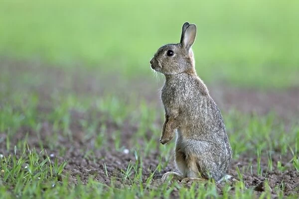 European Rabbit (Oryctolagus cuniculus) adult, standing alert on hind legs, on crop field in evening, Berwickshire