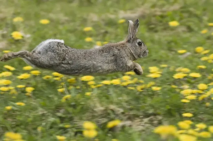 Framed Print : European Rabbit (Oryctolagus cuniculus) adult, running through field of dandelions, Norfolk, England, summer Framed Print : European Rabbit (Oryctolagus cuniculus) adult, running through field of dandelions, Norfolk, England, summer
