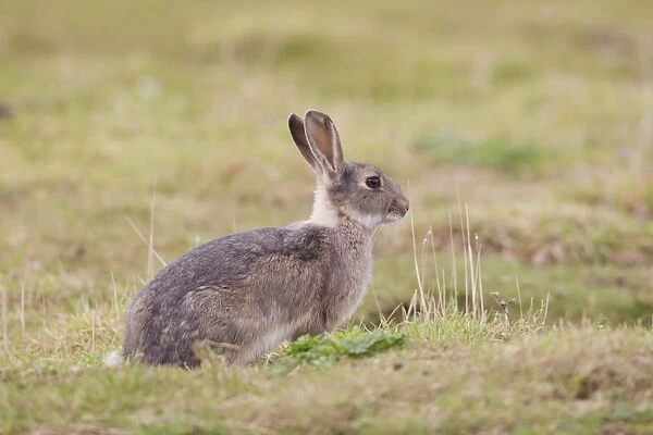European Rabbit (Oryctolagus cuniculus) adult, with grey colouration, sitting on grassland, Minsmere RSPB Reserve