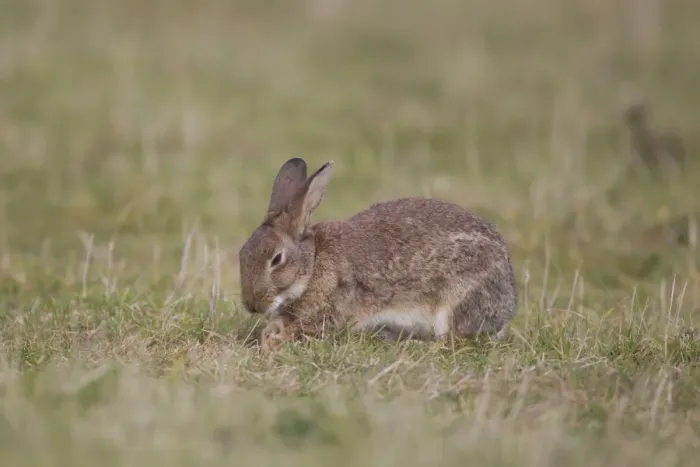 Framed Print : European Rabbit (Oryctolagus cuniculus) adult, digging to expose grass roots to feed on, Minsmere RSPB Reserve Framed Print : European Rabbit (Oryctolagus cuniculus) adult, digging to expose grass roots to feed on, Minsmere RSPB Reserve