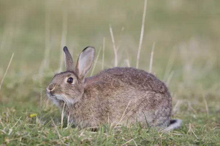 Framed Print : European Rabbit (Oryctolagus cuniculus) adult, scent marking by rubbing chin on grass, Minsmere RSPB Reserve, Suffolk Framed Print : European Rabbit (Oryctolagus cuniculus) adult, scent marking by rubbing chin on grass, Minsmere RSPB Reserve, Suffolk