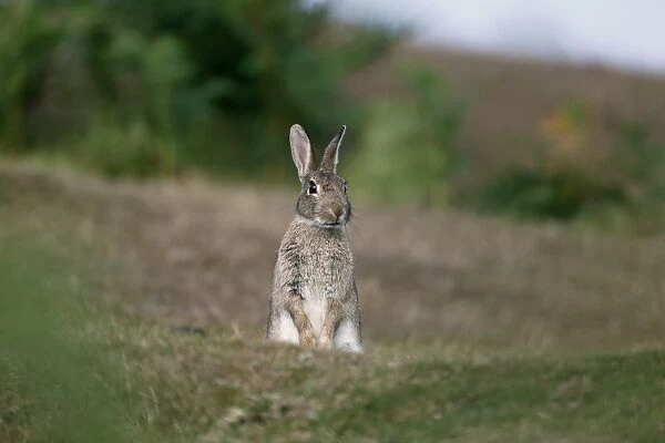 European Rabbit (Oryctolagus cuniculus) adult, alert, standing on hind legs, Hampshire, England, August