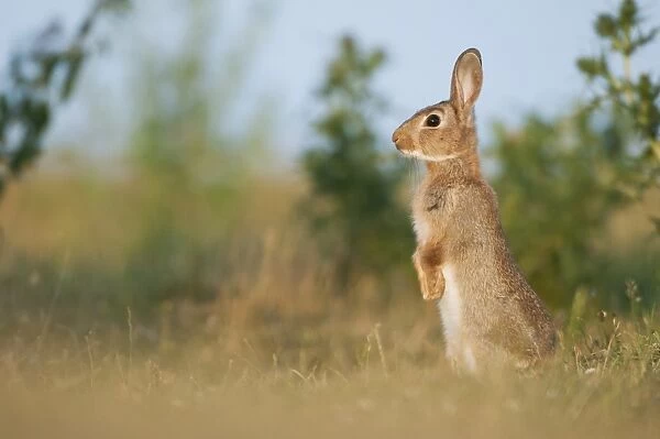 European Rabbit (Oryctolagus cuniculus) adult, standing on hind legs, Kent, England, July