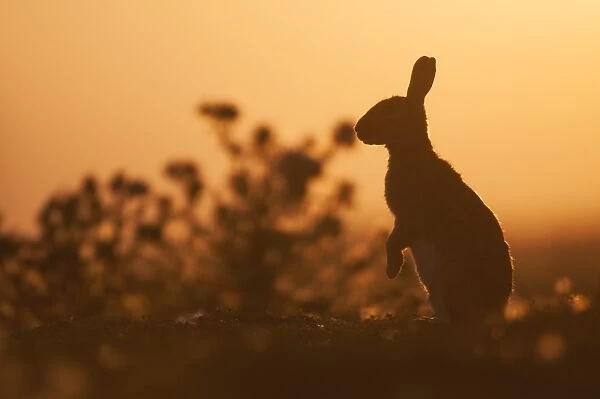 European Rabbit (Oryctolagus cuniculus) adult, standing on hind legs, silhouetted at sunset, Isle of Sheppey, Kent