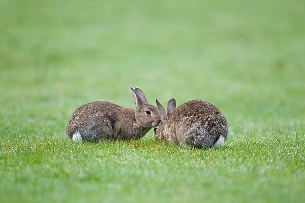 European Rabbit (Oryctolagus cuniculus) two adults, greeting behaviour, Minsmere RSPB Reserve, Suffolk, England, october