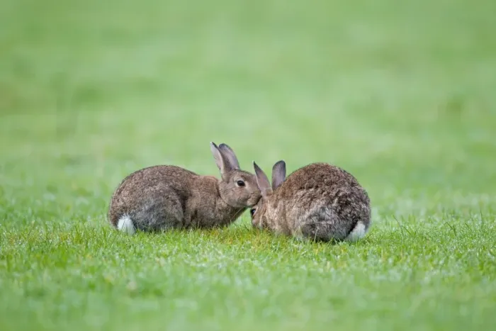 Framed Print : European Rabbit (Oryctolagus cuniculus) two adults, greeting behaviour, Minsmere RSPB Reserve, Suffolk, England, october Framed Print : European Rabbit (Oryctolagus cuniculus) two adults, greeting behaviour, Minsmere RSPB Reserve, Suffolk, England, october