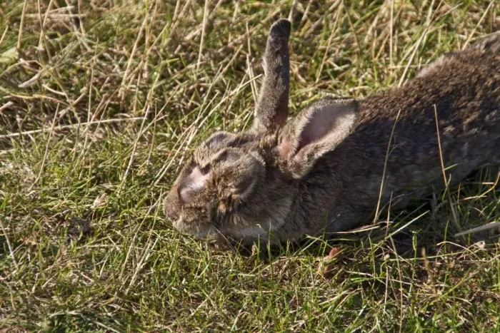 Framed Print : European rabbit (Oryctolagus cuniculus) affected with Myxomatosis it is caused by the Myxoma virus Framed Print : European rabbit (Oryctolagus cuniculus) affected with Myxomatosis it is caused by the Myxoma virus