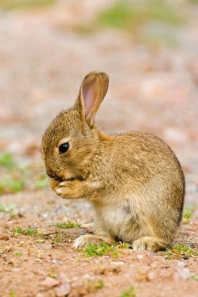 European Rabbit (Oryctolagus cuniculus) baby, grooming, Suffolk, England, may