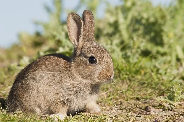 European Rabbit (Oryctolagus cuniculus) baby, basking in sunshine on farmland, near Dungeness, Kent, England, may