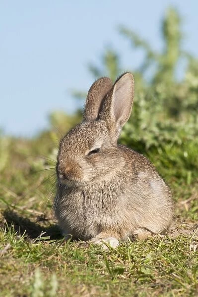 European Rabbit (Oryctolagus cuniculus) baby, dozing in sunshine on farmland, near Dungeness, Kent, England, may