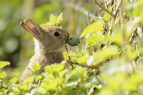 European Rabbit (Oryctolagus cuniculus) juvenile, feeding on leaf, sitting in Stinging Nettle (Urtica dioica) patch