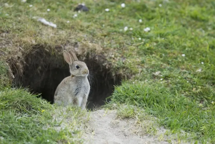 Framed Print : European Rabbit (Oryctolagus cuniculus) juvenile, sitting at burrow entrance, Unst, Shetland Islands, Scotland, June Framed Print : European Rabbit (Oryctolagus cuniculus) juvenile, sitting at burrow entrance, Unst, Shetland Islands, Scotland, June