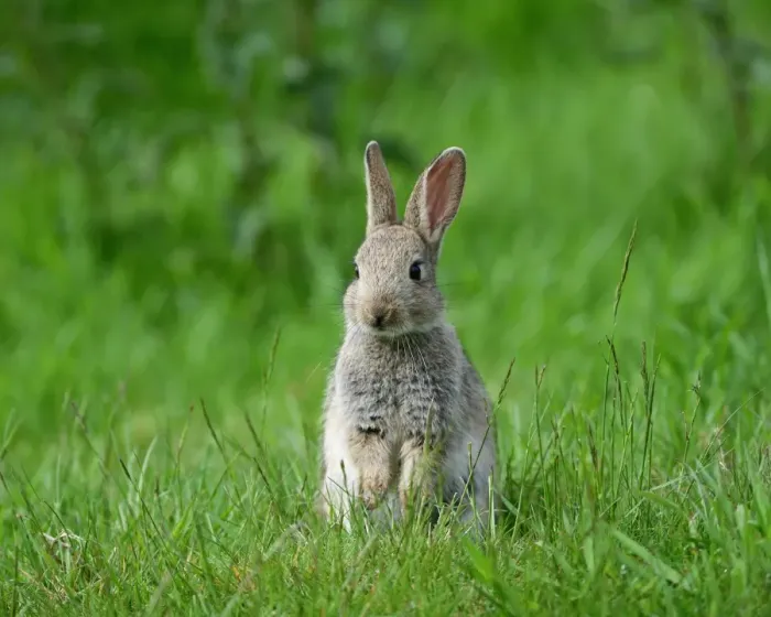 Framed Print : European Rabbit (Oryctolagus cuniculus) young, sitting on grass, Sussex, England, May
