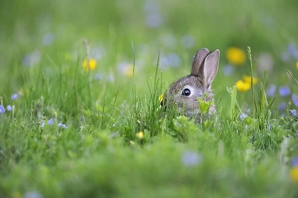 European Rabbit (Oryctolagus cuniculus) young, hiding amongst grass in wildflower meadow, Chattisham, Suffolk, England