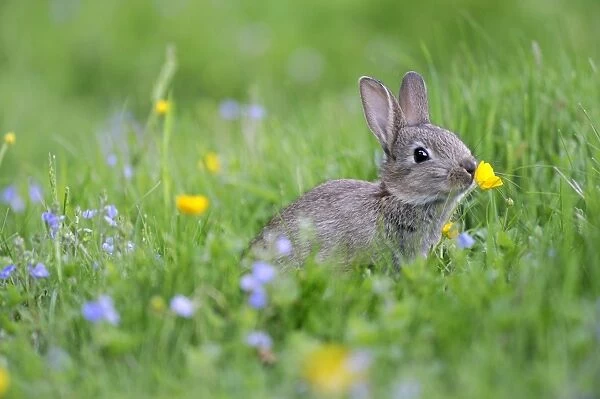 European Rabbit (Oryctolagus cuniculus) young, smelling buttercup in wildflower meadow, Chattisham, Suffolk, England