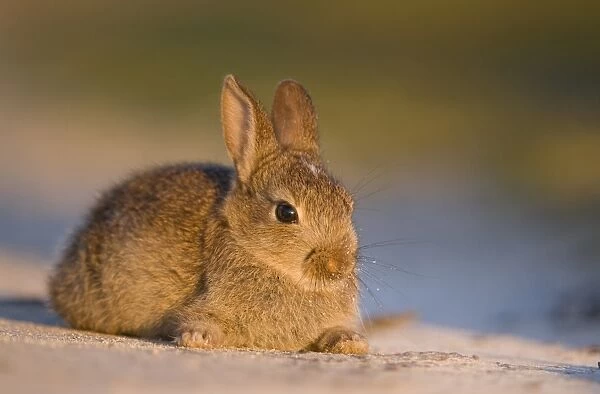 European Rabbit (Oryctolagus cuniculus) young, resting on sandy track, Isle of Lewis, Outer Hebrides, Scotland, may
