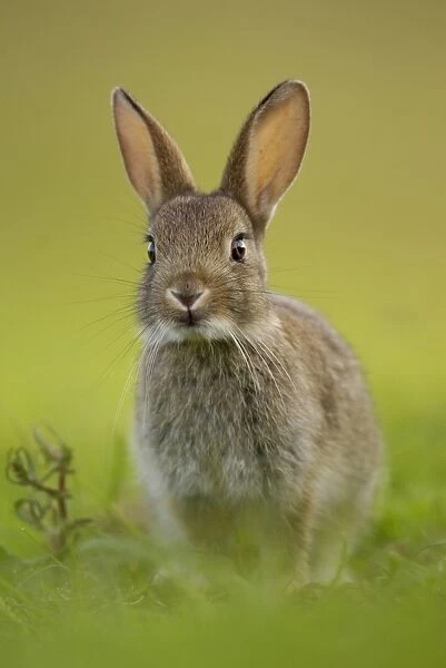 European Rabbit (Oryctolagus cuniculus) young, alert, sitting near warren in evening sunlight, Norfolk, England, june