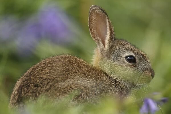 European Rabbit (Oryctolagus cuniculus) young, sitting amongst bluebells, Pembrokeshire, Wales