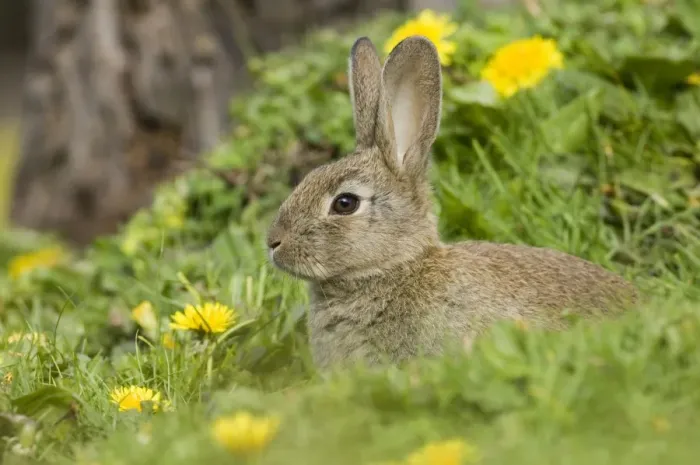 Framed Print : European Rabbit (Oryctolagus cuniculus) young, at burrow entrance amongst dandelions, Norfolk, England, summer Framed Print : European Rabbit (Oryctolagus cuniculus) young, at burrow entrance amongst dandelions, Norfolk, England, summer
