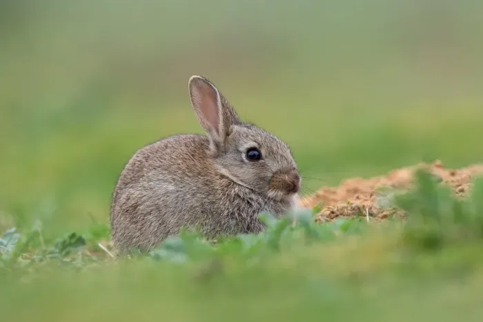 Framed Print : European Rabbit (Oryctolagus cuniculus) young, sitting beside burrow, Norfolk, England, May